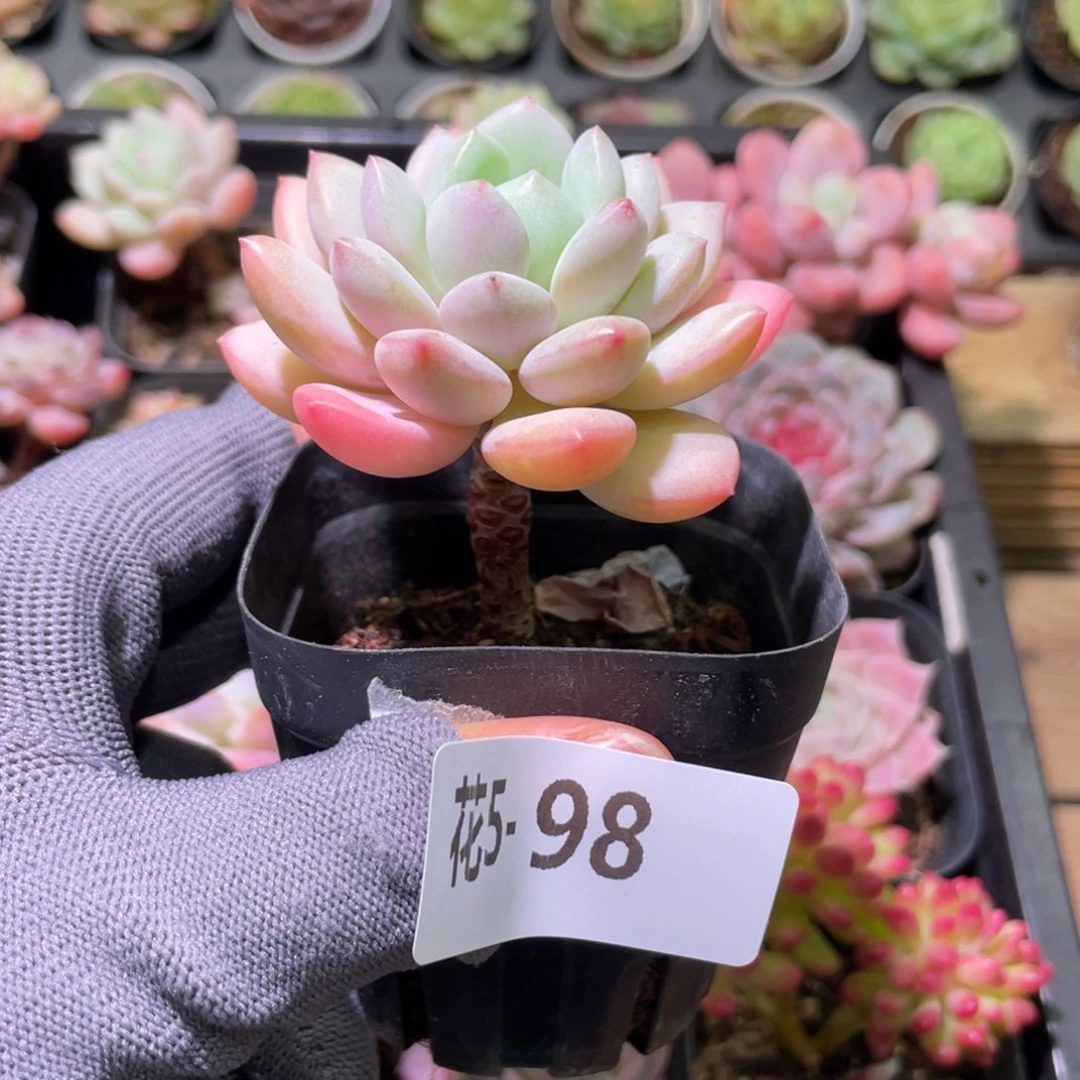 花利美 5-98玉兔