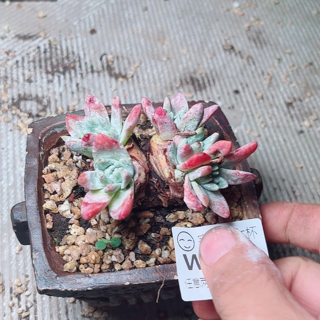 1365刘丹白毫多肉