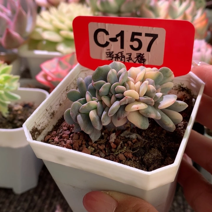 雪精灵缀化花脸有根