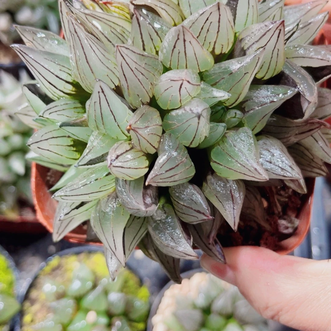 母本西瓜寿多肉植物