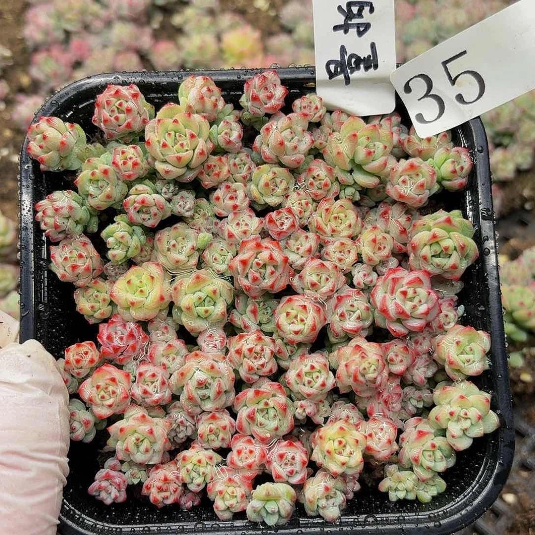 多肉植物多肉植物35量拍