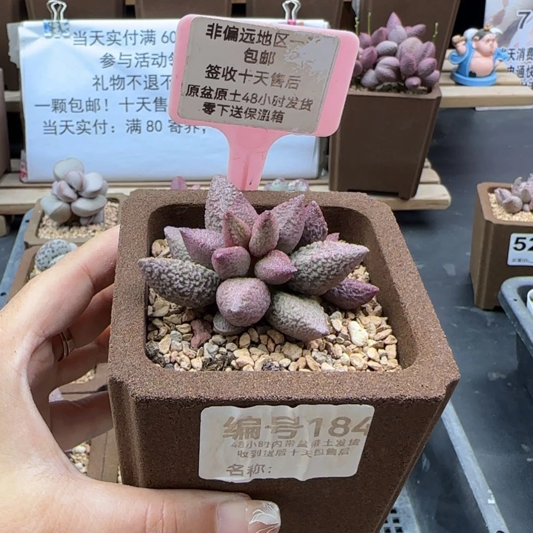184青提芒果多肉植物