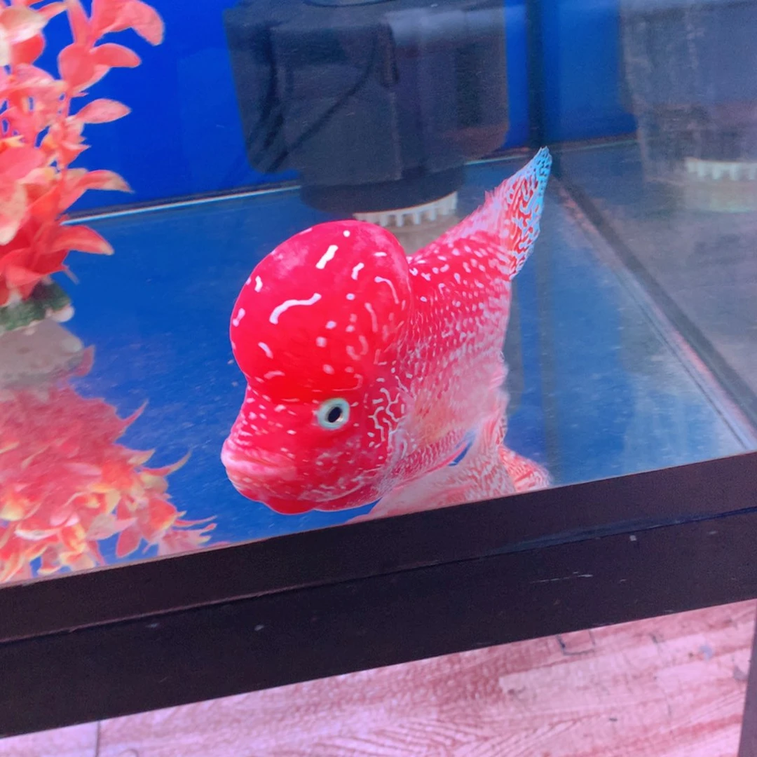 罗汉鱼?****陈直播间65