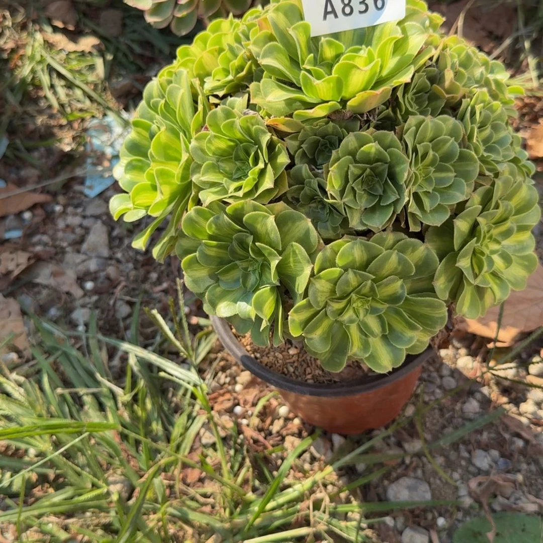 836琉璃。多肉植物