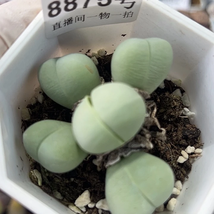 8875 好养易活生石花大母本