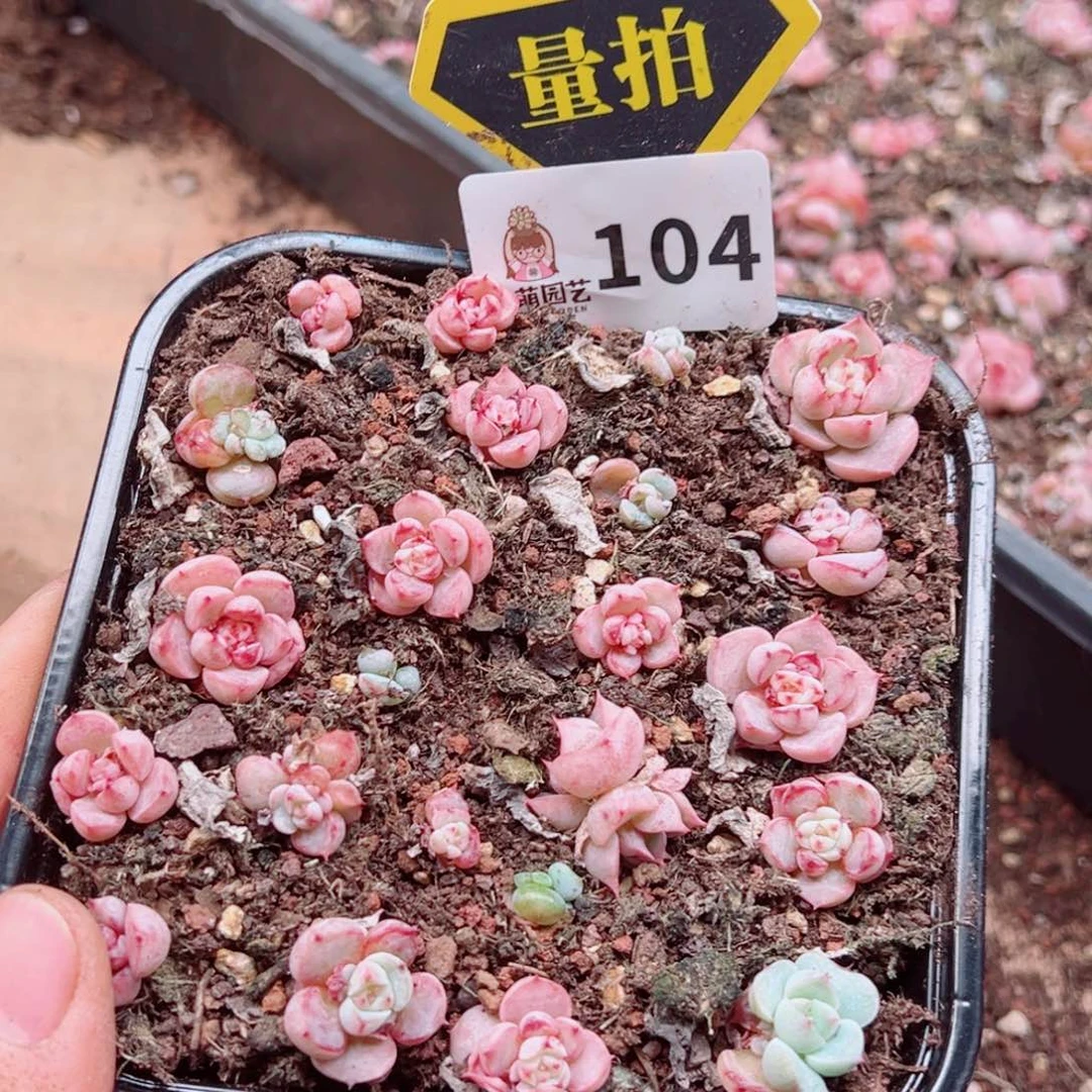 多肉植物多肉植物