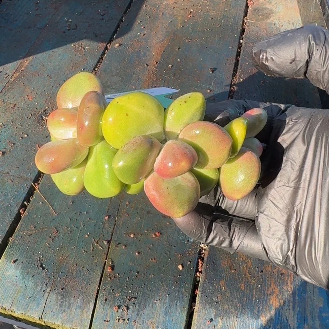 从前慢多肉精选超过1126.41