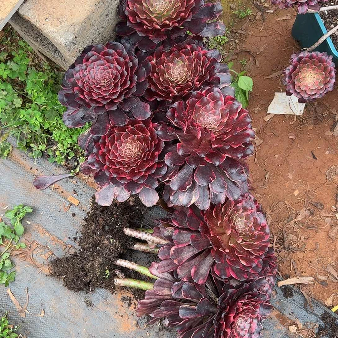 蝉*114多肉 火烧云 10颗