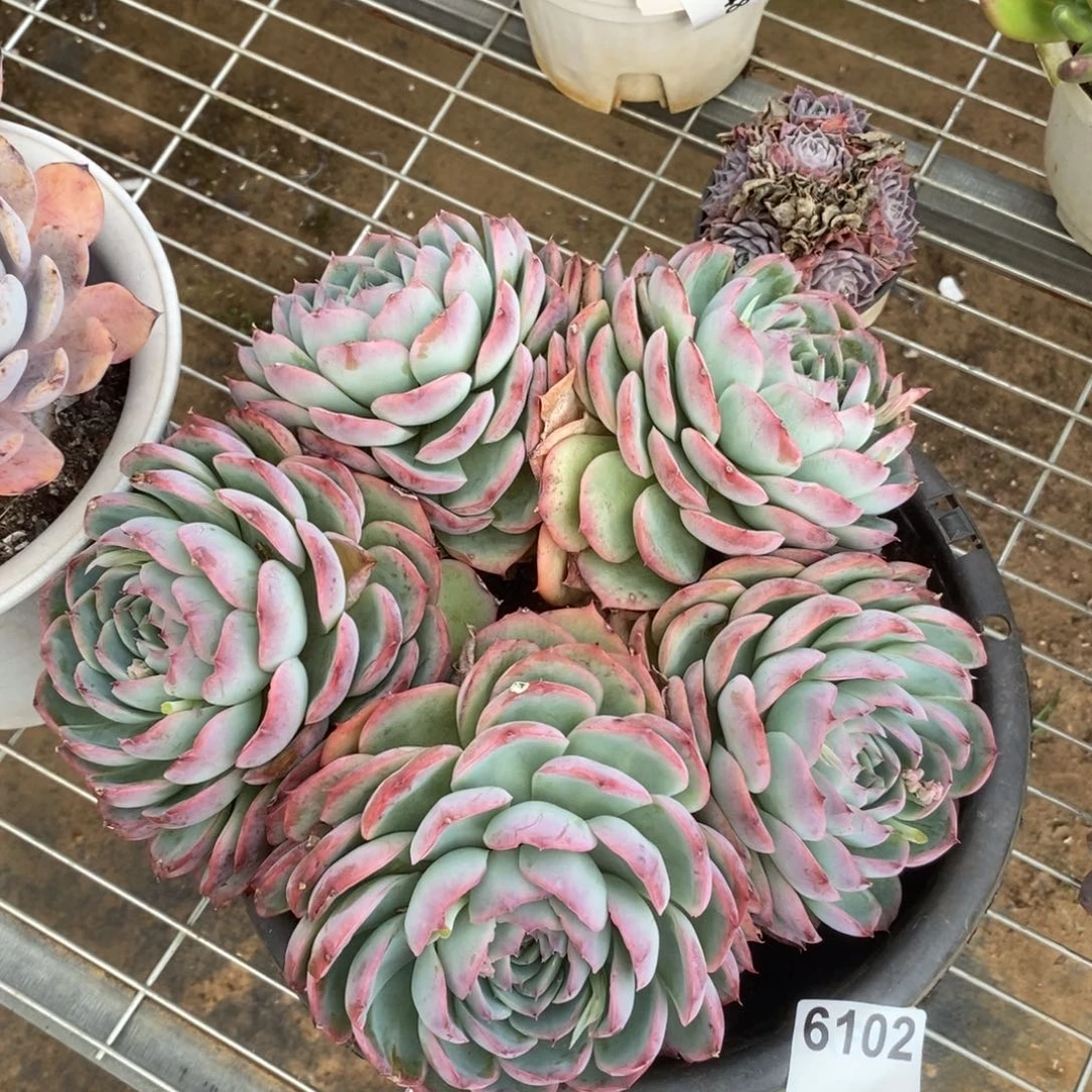 6102侧影多头一物一拍