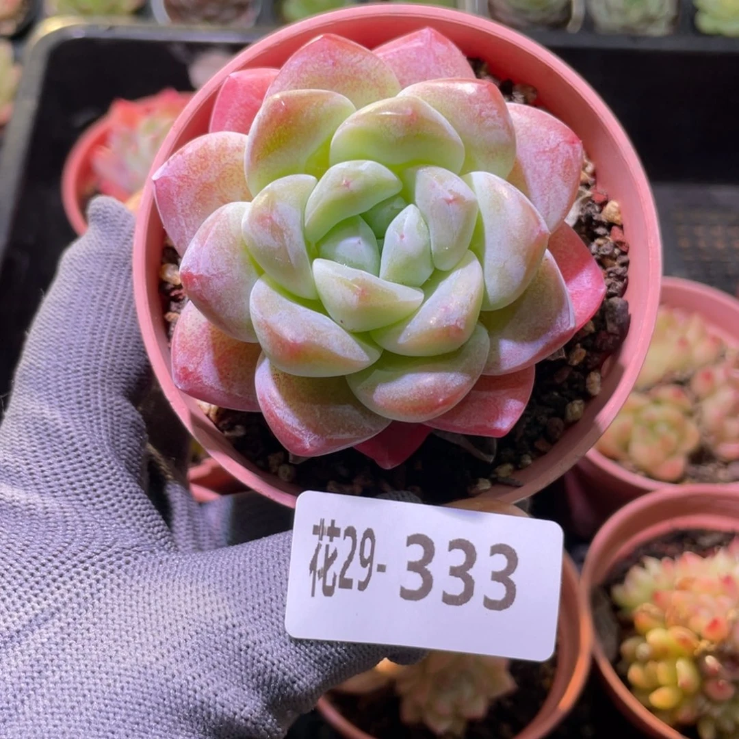 花利美29-333冰玉