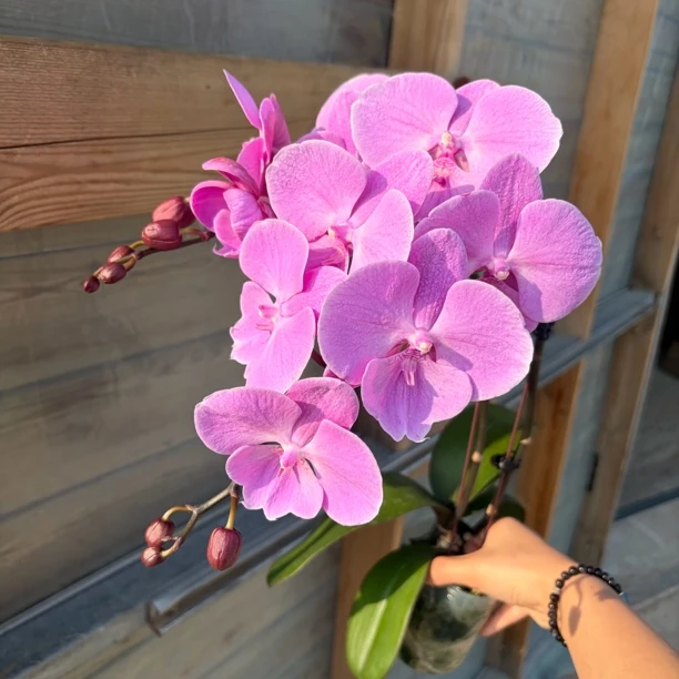 【缤纷花园】蝴蝶兰(米奇粉)双花剑花卉盆栽室内客厅盆栽