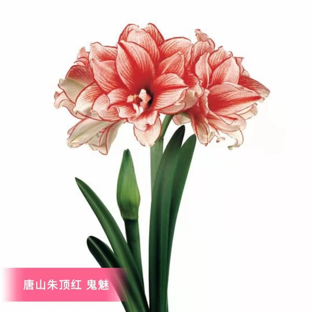 朱顶红种球【鬼魅】4厘米左右自然球1粒，不带侧芽