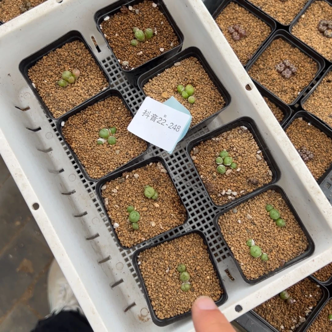 22-248量拍肉锥一盆