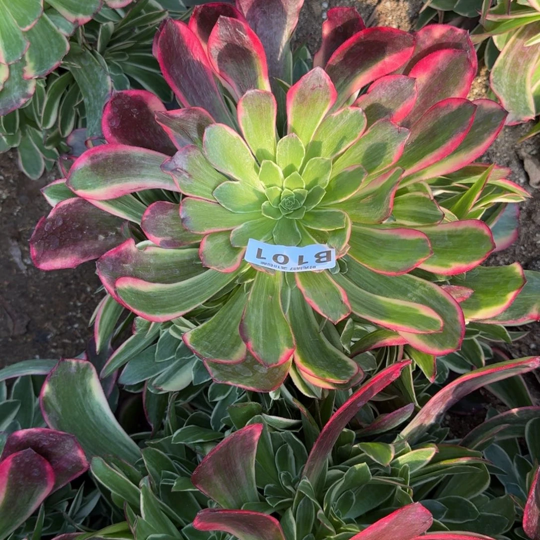流*101金丝雀多肉植物