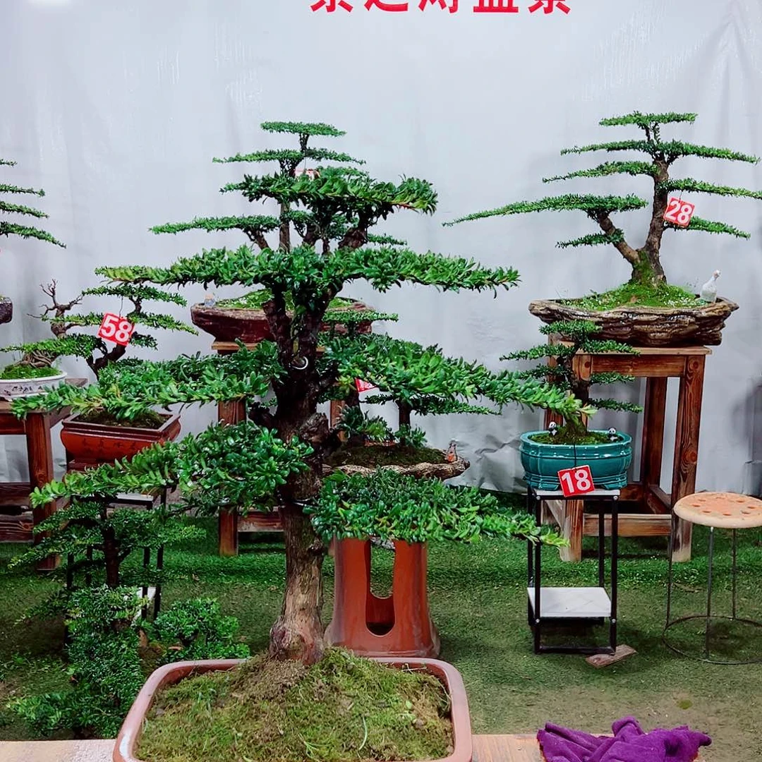 盆景小老桩红芽罗汉松