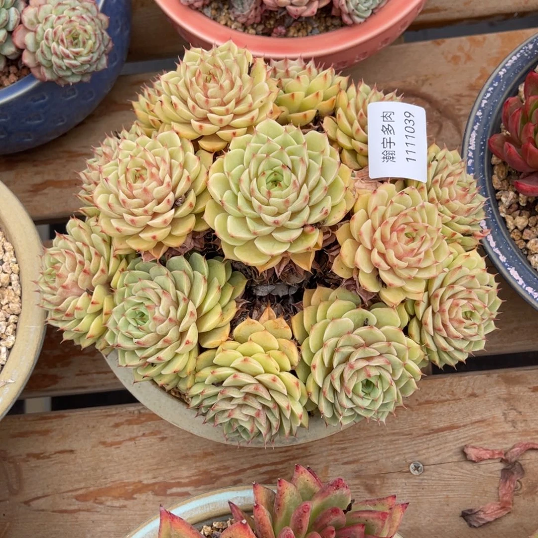 笨吧大群多肉植物39号