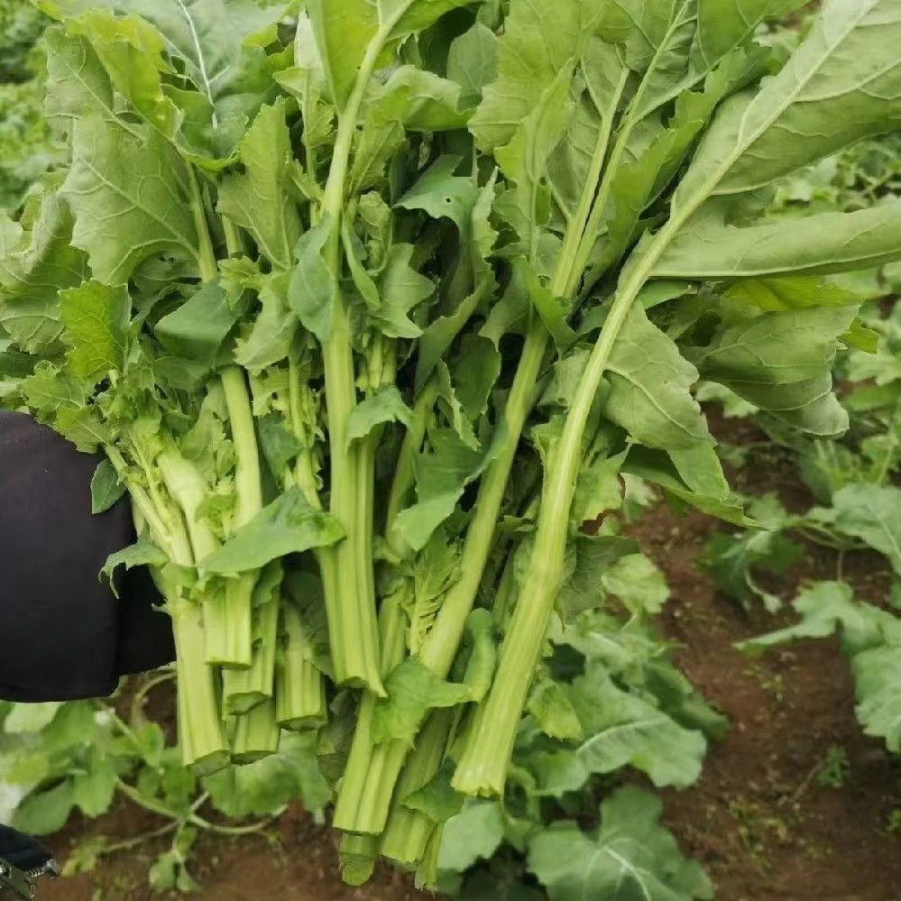 恩施高山油菜苔蔬菜新鲜油菜苔小青菜白菜