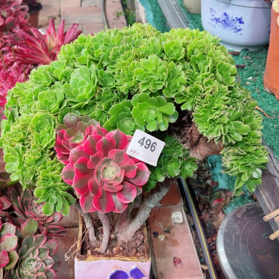 496绿杨蓉缀化法师