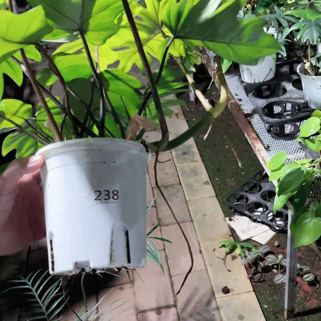 完全开放238羽裂蔓绿绒
