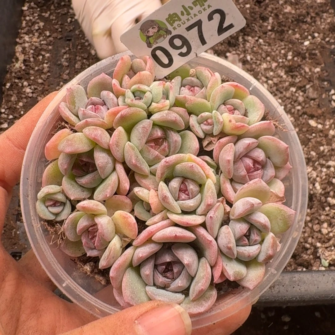 多肉植物多肉植物