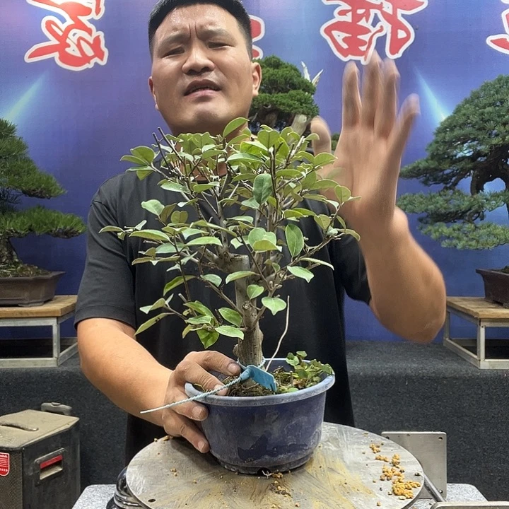 无花朵123242366663