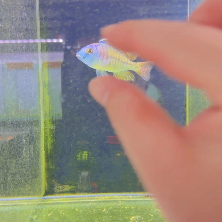 海水1335号红金线