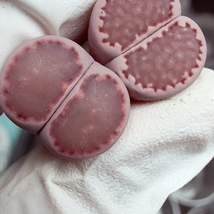 哈哈笑不出话就099不