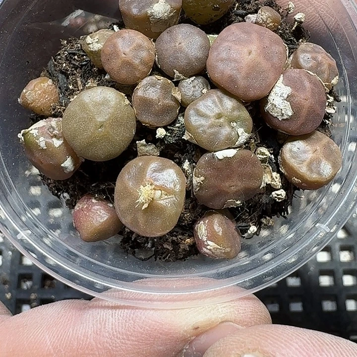 177 多肉植物多肉植物