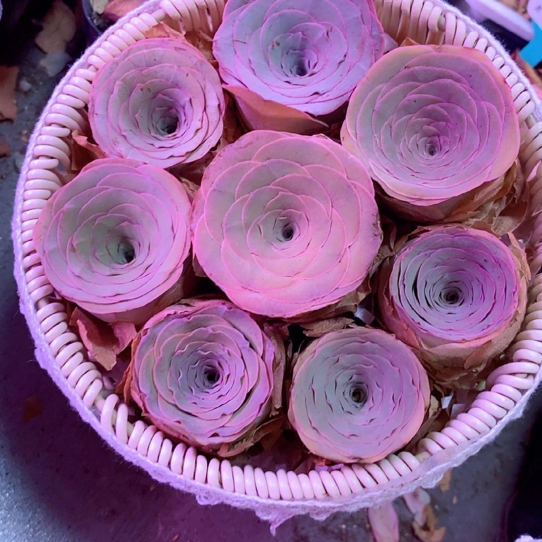 山地玫瑰组合一物一拍109不要篮子