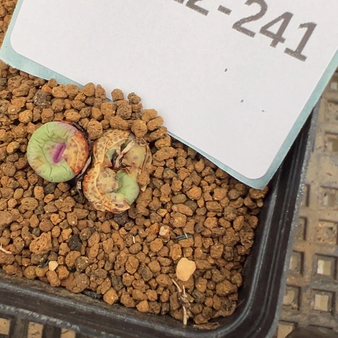 22-241 1968红嘴多肉植物