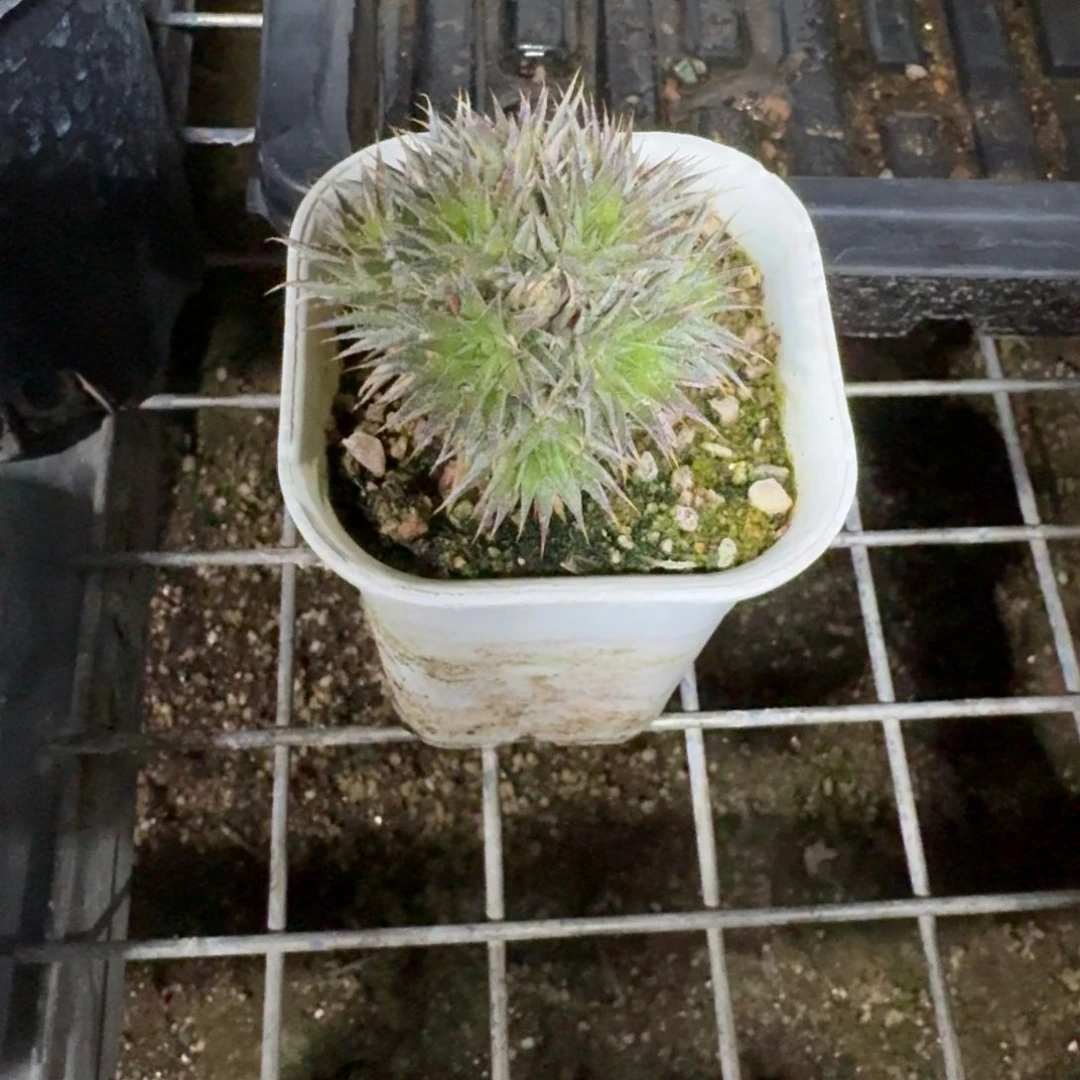 莱*茶坨坨凤多肉植物一物一拍