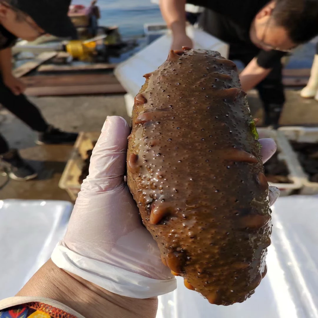 鲜活海参，现捕捞，免费加工成冻煮发货