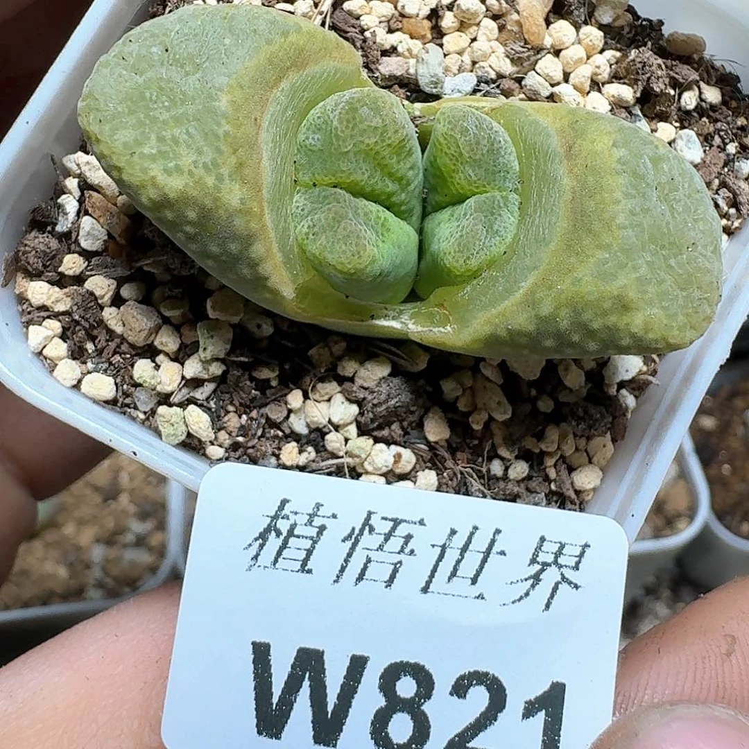 821盒draw哇吃v多肉植物哇