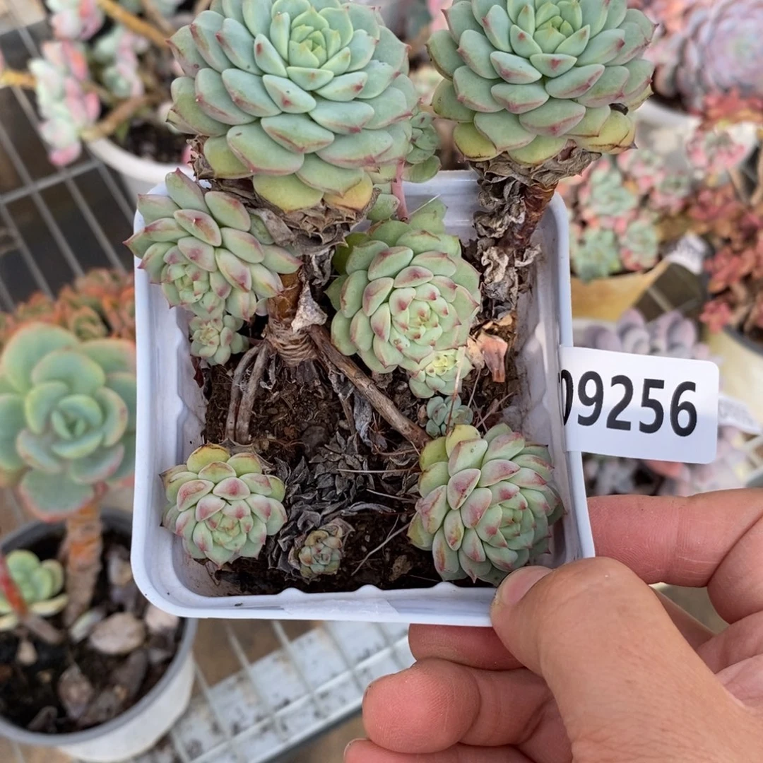 9256熊猫脸一物一拍