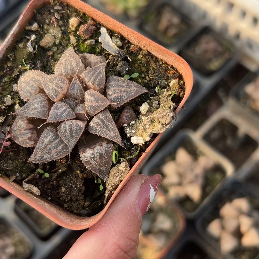 多肉植物多肉植物