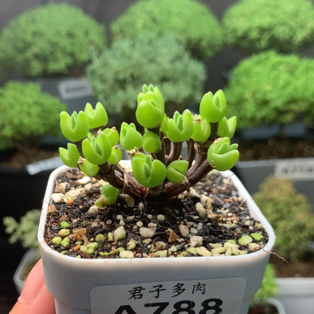 788短耳兔。