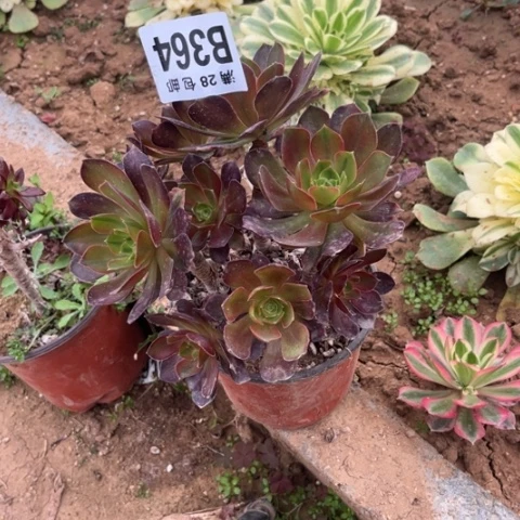 364落神不包断枝