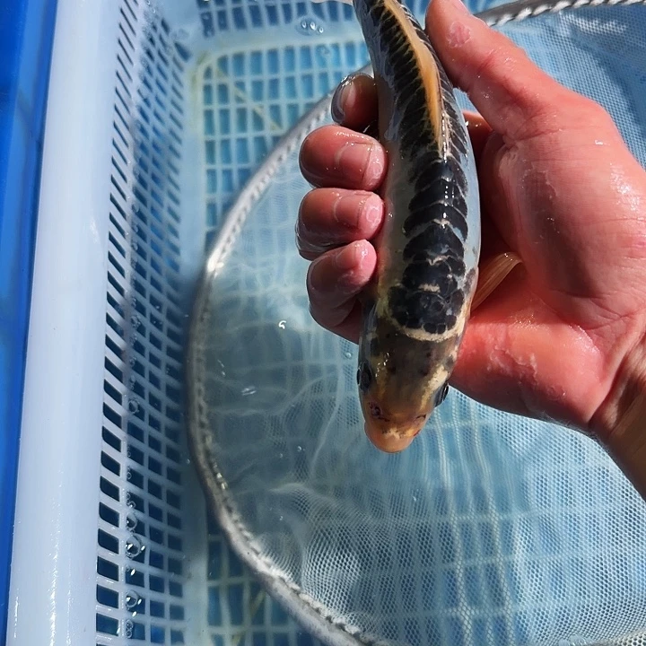海水鱼锦鲤锦鲤锦鲤