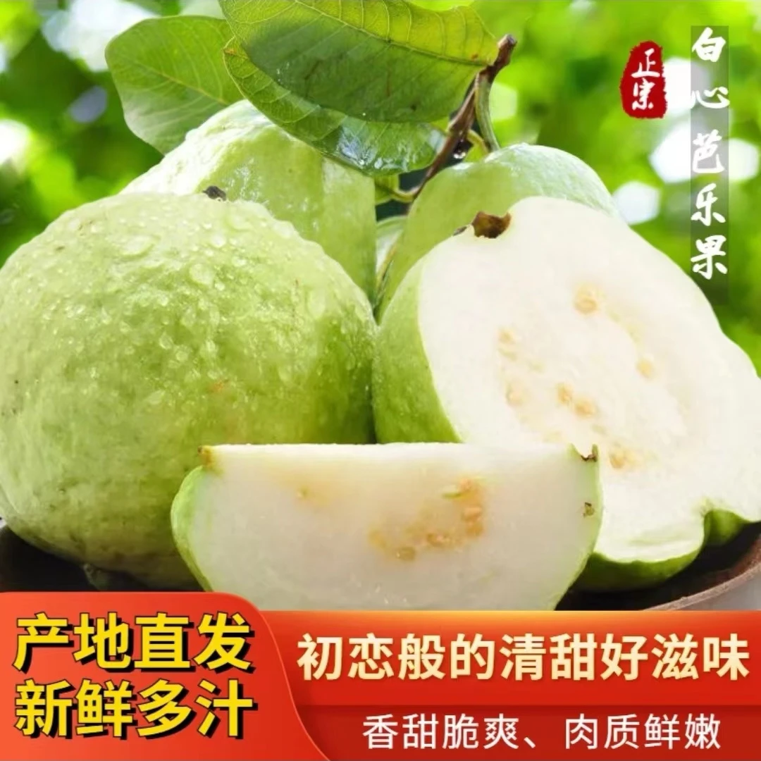 【早上摘下午发】当季白心番石榴低糖健康美味可口新鲜现摘脆爽清甜