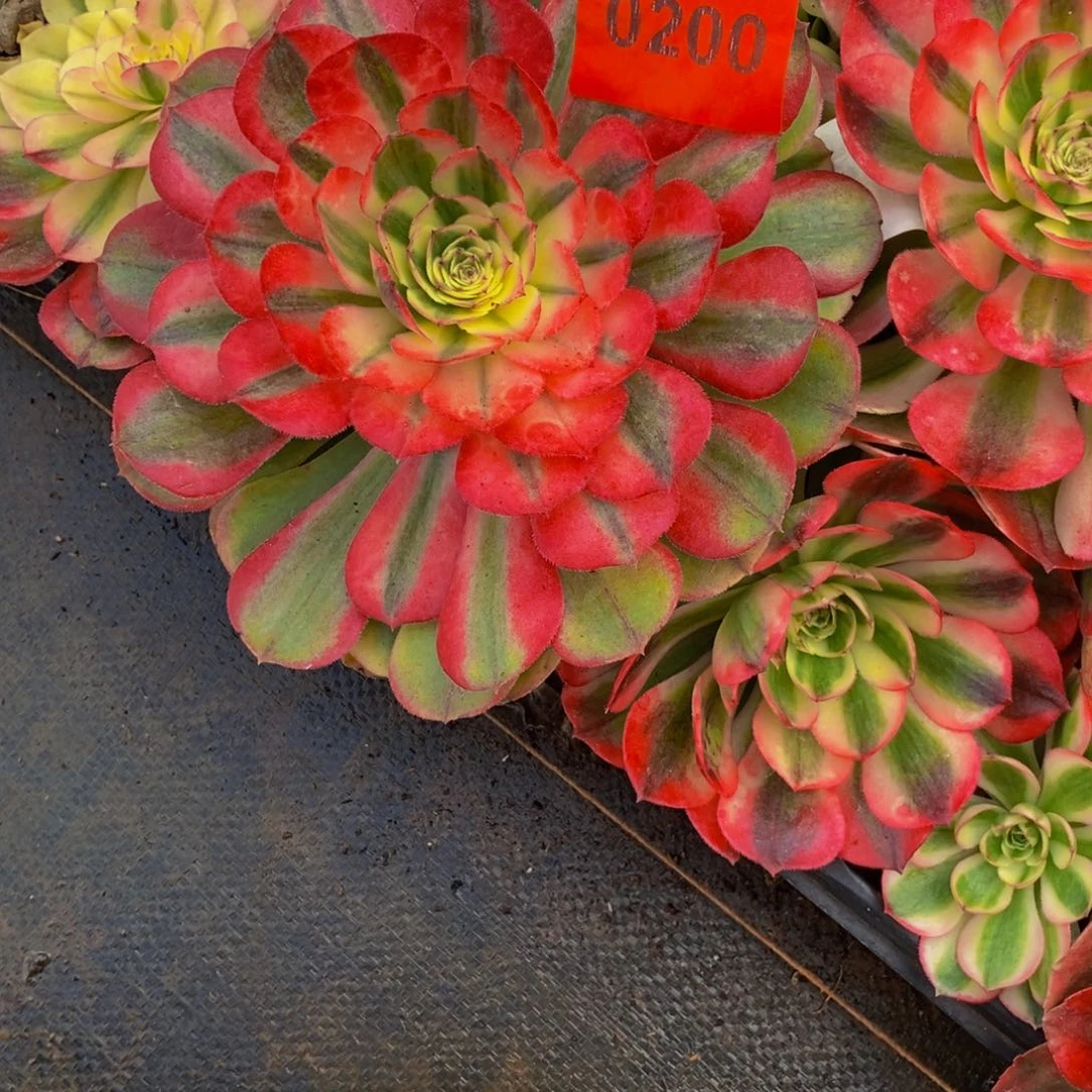 卓***赁0200多肉植物粉玉芙蓉