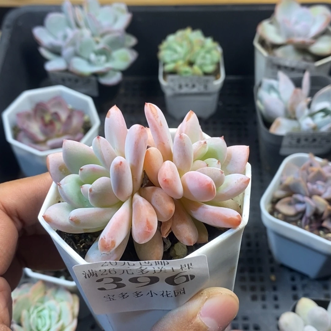 双头星星雪一物一拍满20包邮满26送一颗多肉