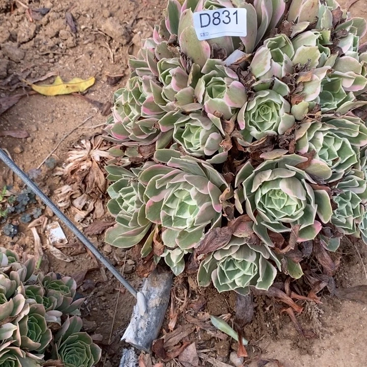 831万七彩多肉植物大气