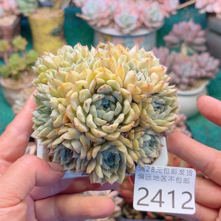 大2412/（sgchbnnnj