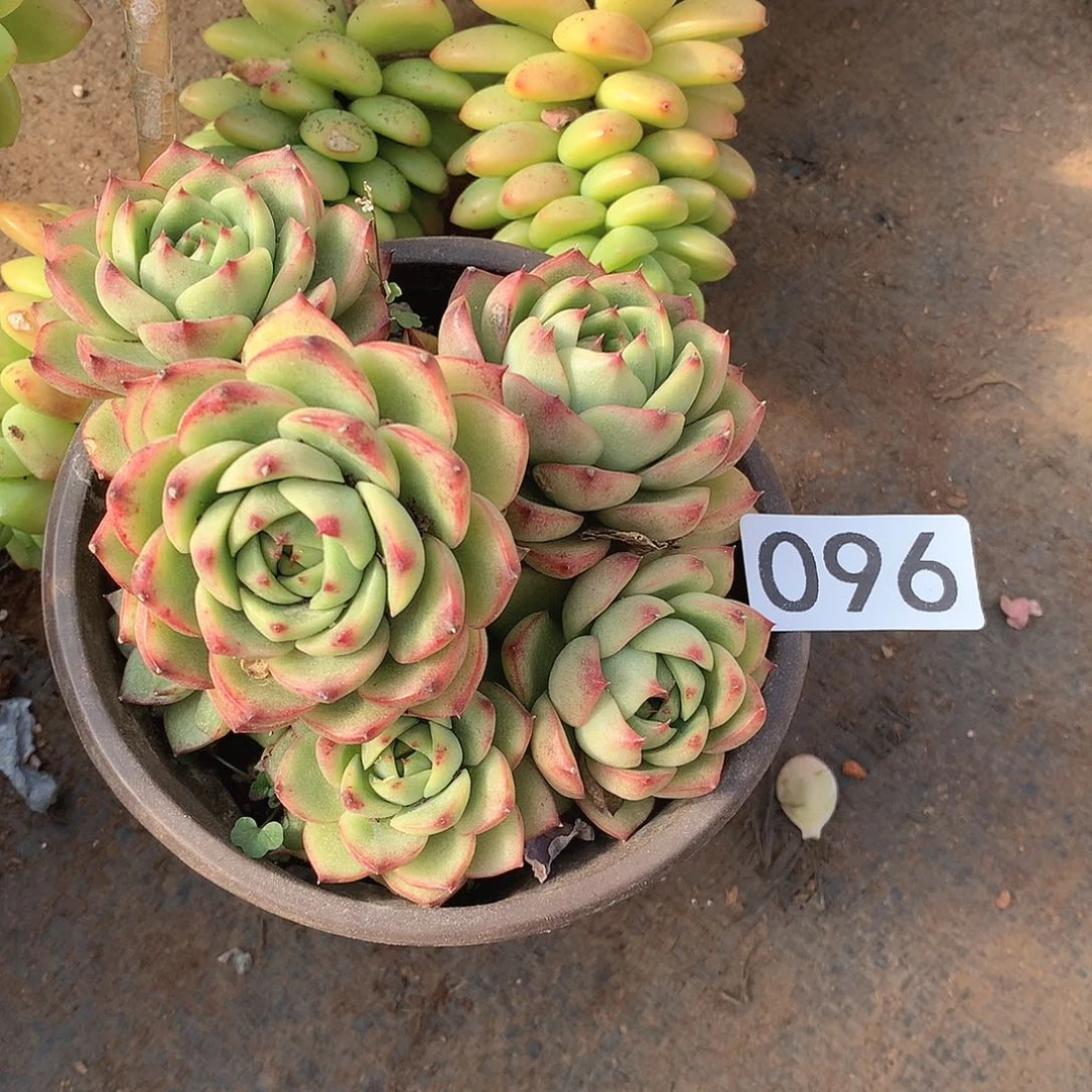 096月亮石一物一拍多肉