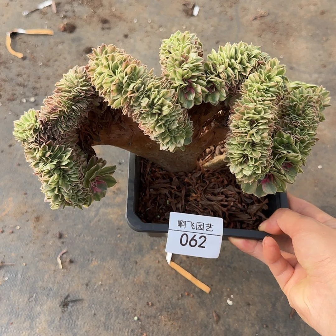 062多肉 万白缀福利