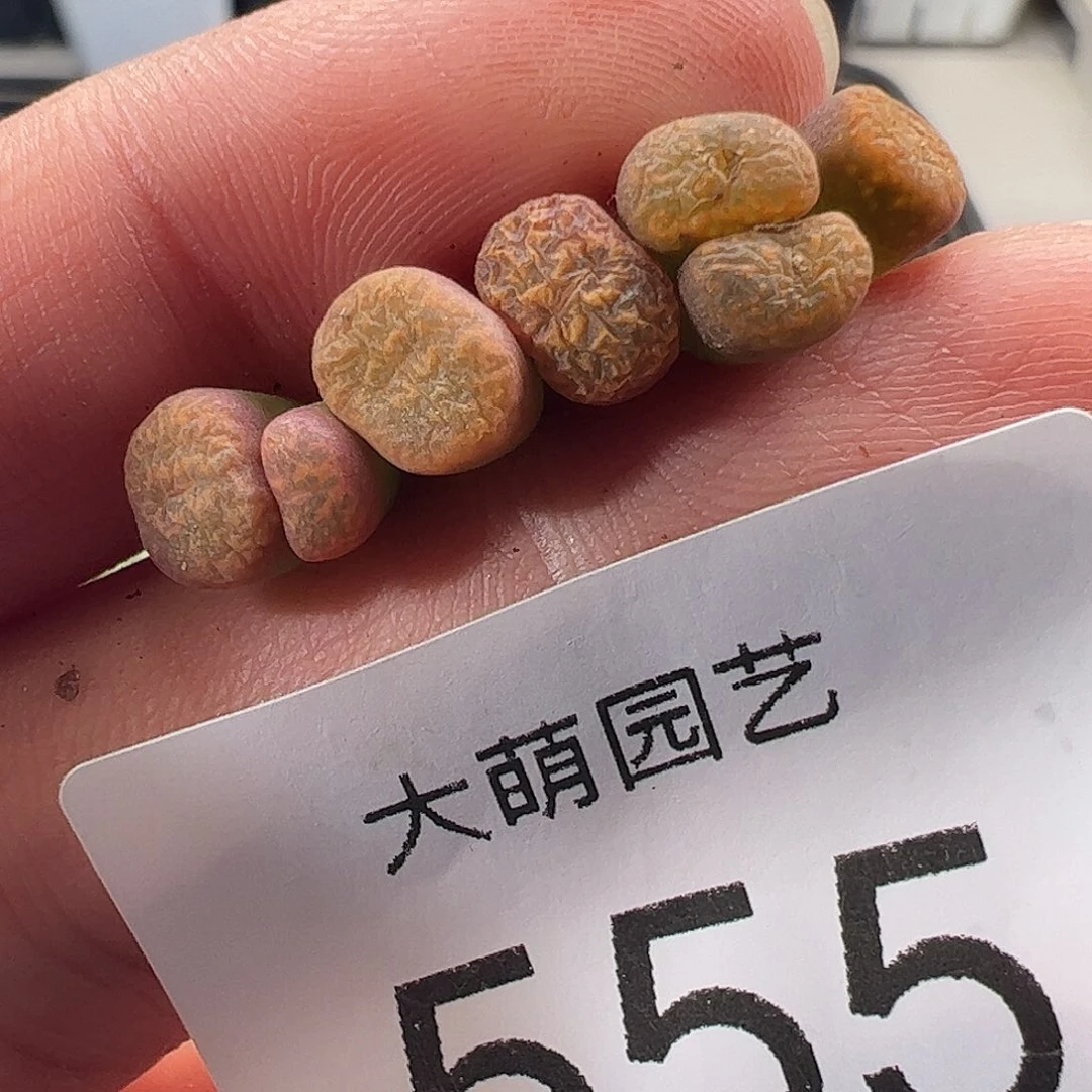 一物一拍。      555