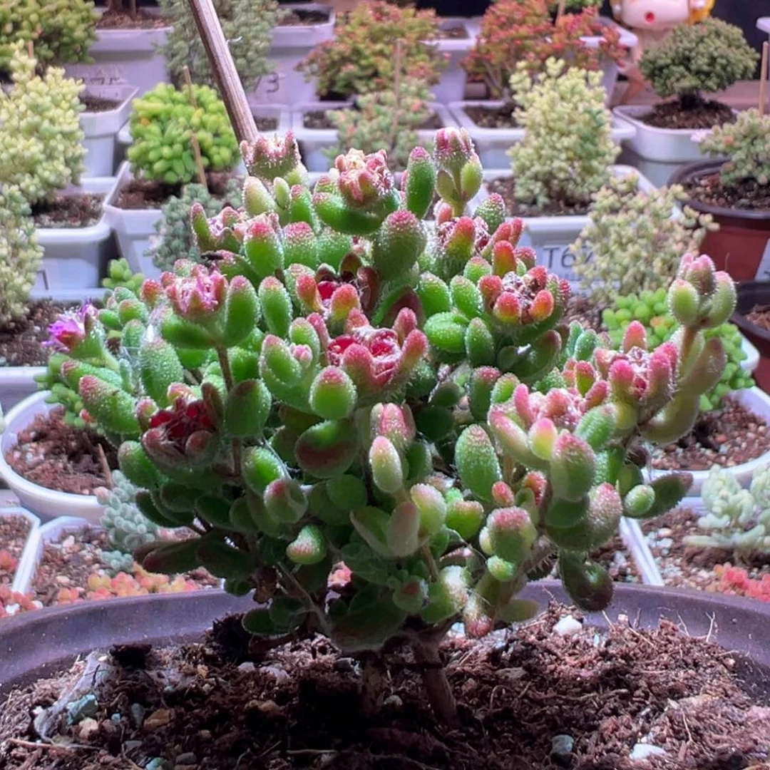 J694红宝石锦带盆土发货一物一拍