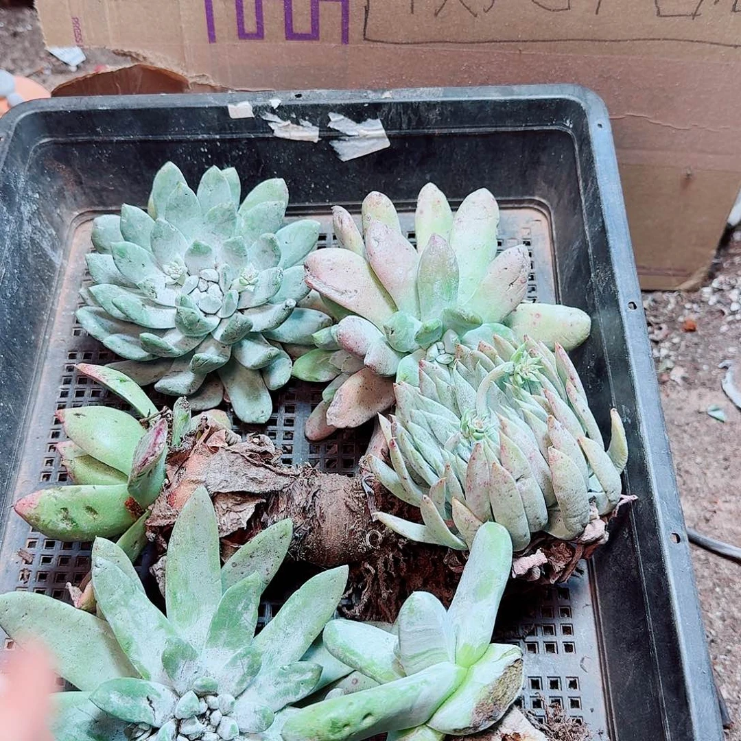 6405瑕疵框拍不售后