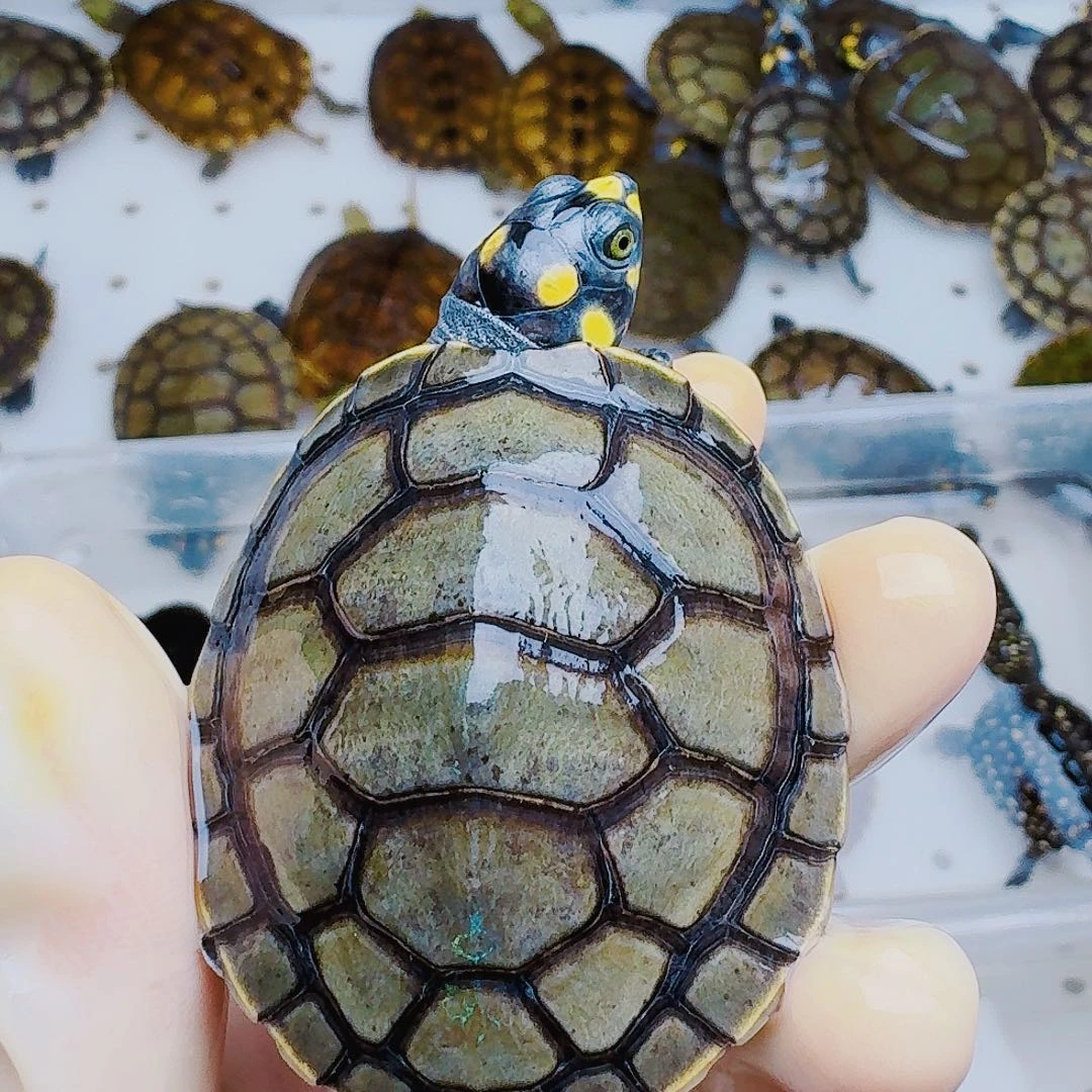 财***鑫母绿毛龟2222222222