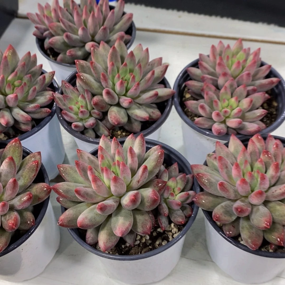 69-精品母本彩体虞美人双头一个